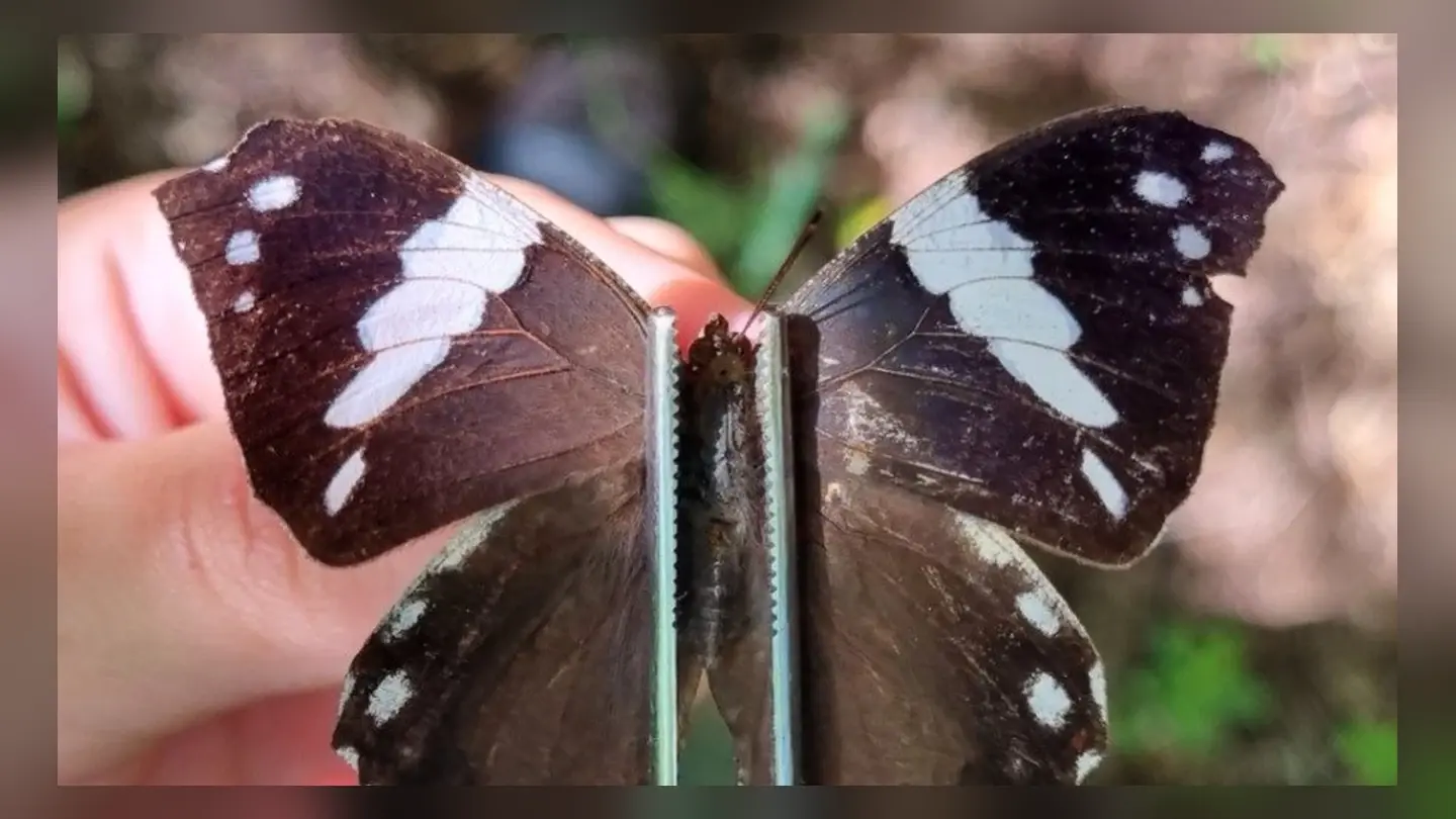 Estudo revela biodiversidade de borboletas e mariposas em Minas Gerais